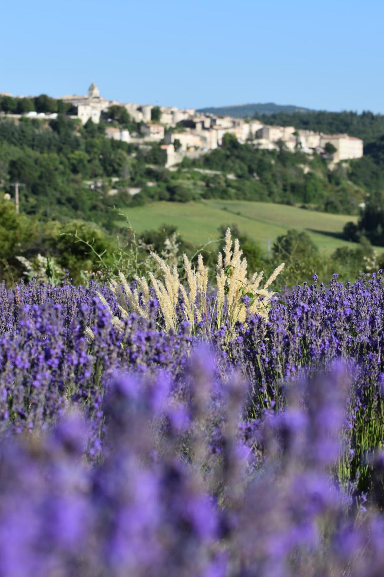 Le Domaine De Piedmoure, Gites Et Chambres D'Hotes, Piscine, Terrasses Privatives Sault-de-Vaucluse Exterior foto